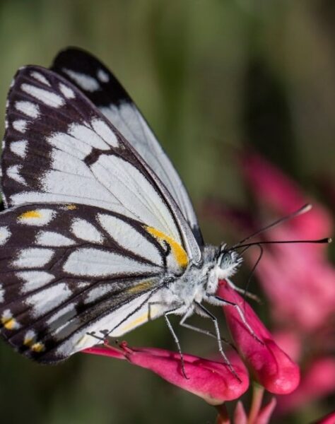 et si le bilan carbone contribuait à la biodiversité