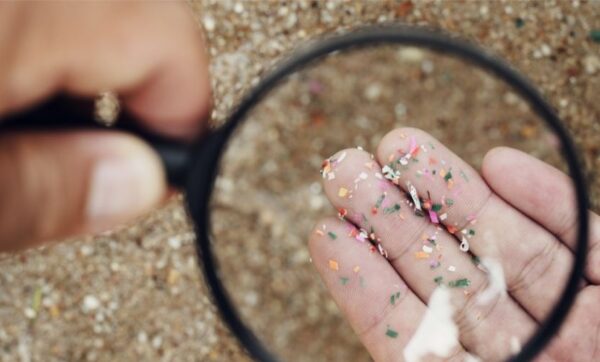 L'ingestion de microplastiques expliquée et contrecarrée